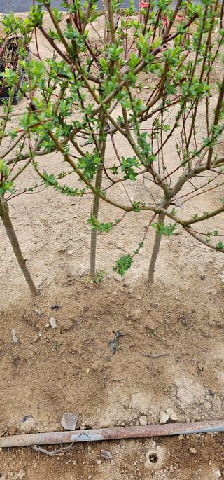 뿌리묘목농원님의 작성글 사진