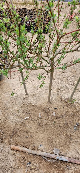 뿌리묘목농원님의 작성글 사진