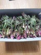 팜모닝 · 게시글 이미지