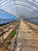 팜모닝 포도·영농일지 게시글 이미지