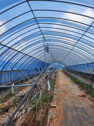 전나영님의 포도 · 영농일지 작성글 사진