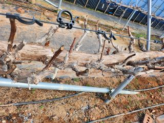 전나영님의 포도 · 영농일지 작성글 사진