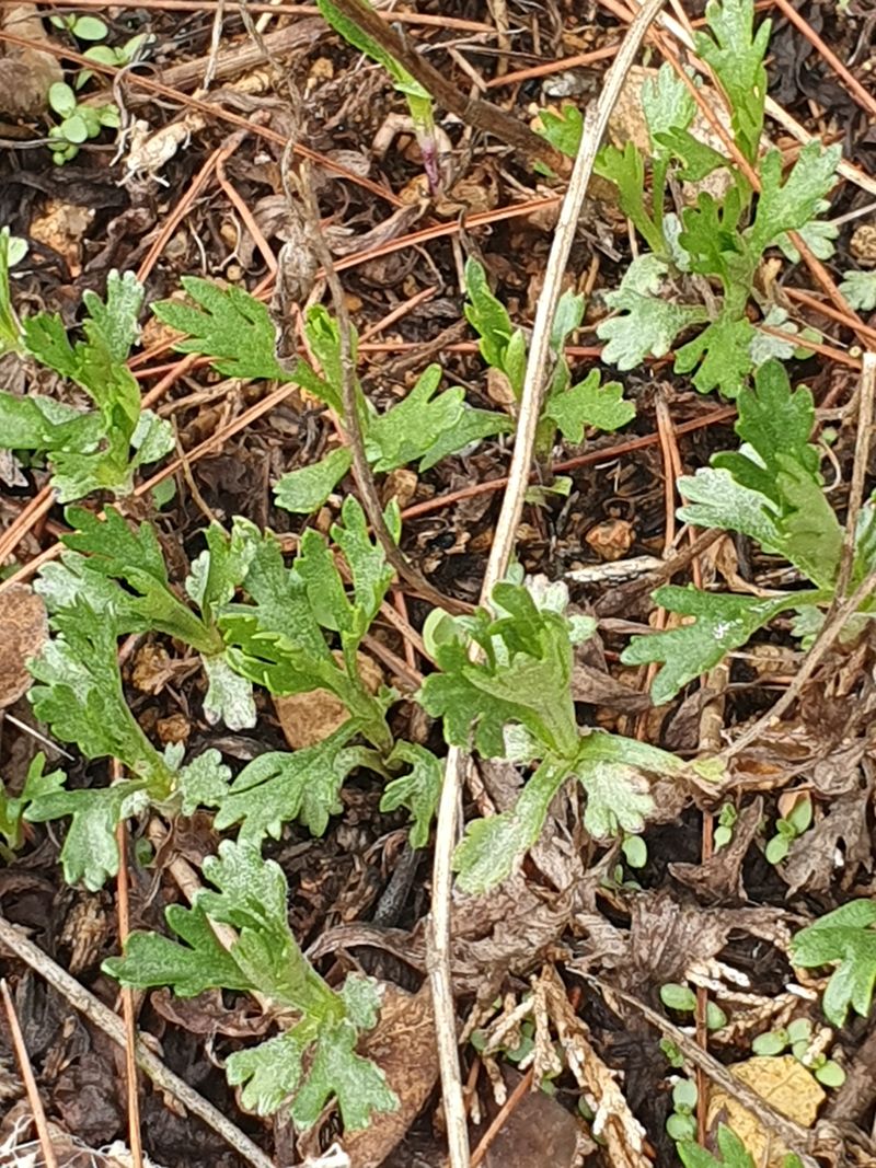 속리산아트힐링센터님의 장터 판매 상품 [구절초 모종 1개] 첨부 사진