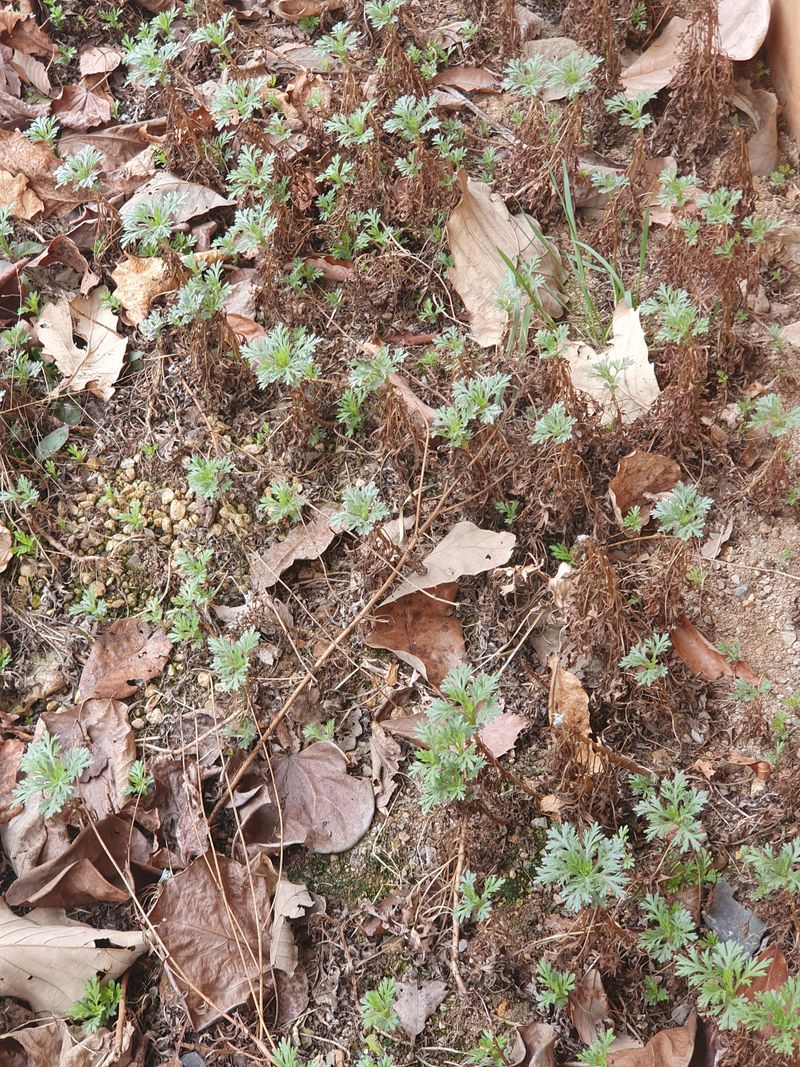 장터 상품 [구절초 모종 1개] 썸네일