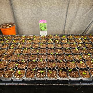 도시농부청전님의 기타작물 · 영농일지 작성글 사진