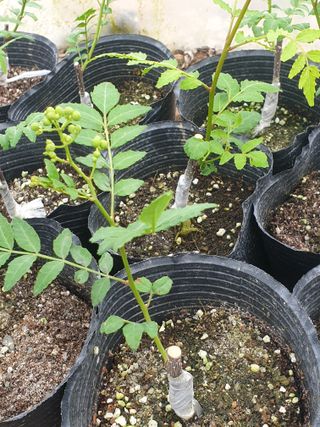 허굴산농장님의 자유주제 · 자유게시판 작성글 사진