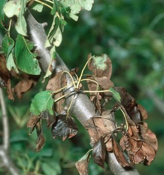 대산농사대장님의 사과 · 비료•농약 작성글 사진