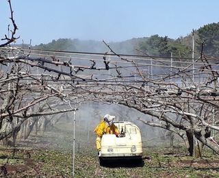 대산농사대장님의 사과 · 비료•농약 작성글 사진