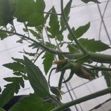 팜모닝 토마토·영농일지 게시글 이미지