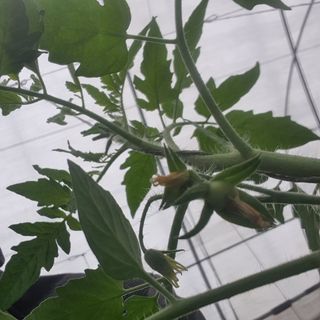 호미자루님의 토마토 · 영농일지 작성글 사진