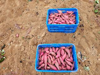 햇살처럼영농조합님의 작성글 사진