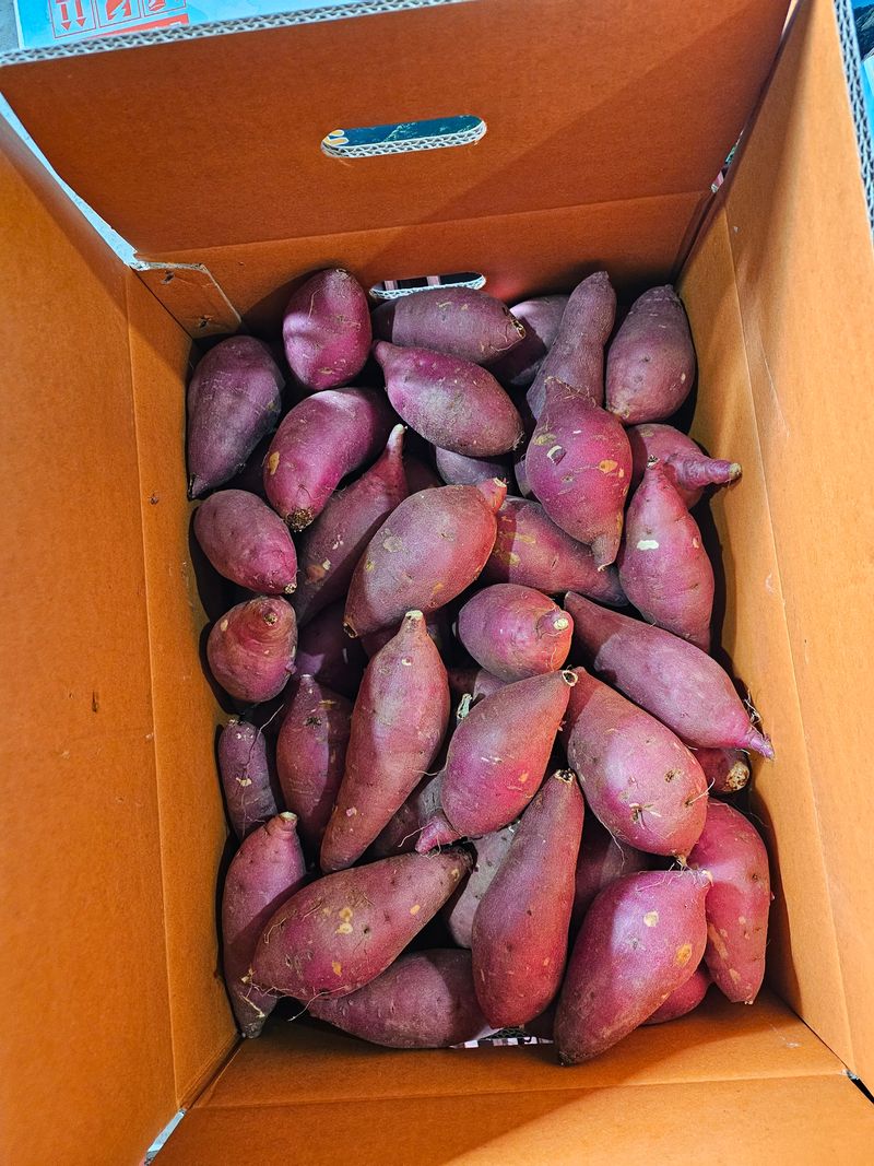 햇살처럼영농조합님의 장터 판매 상품 [베니하루까.] 첨부 사진