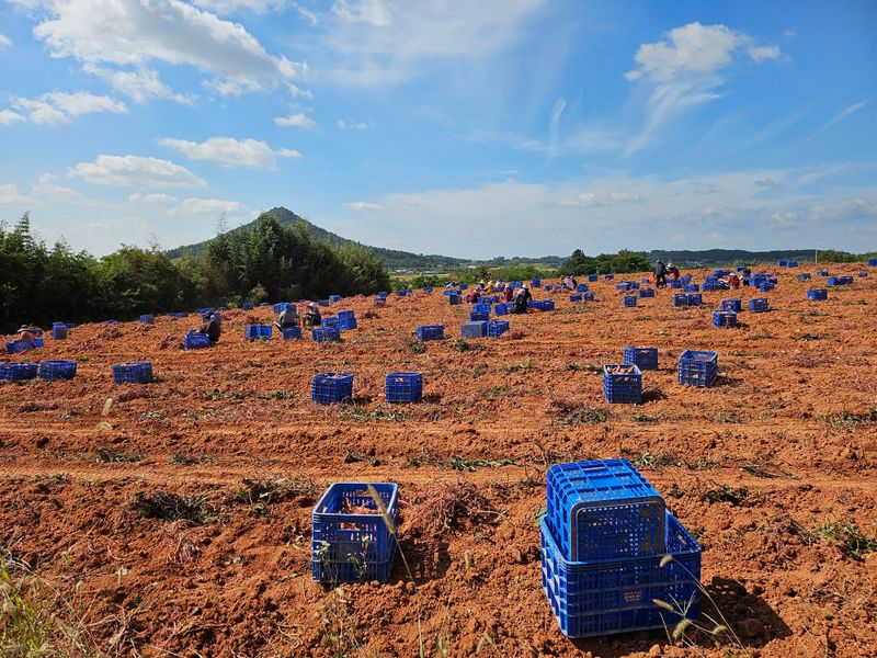 햇살처럼영농조합님의 장터 판매 상품 [베니하루까.] 첨부 사진