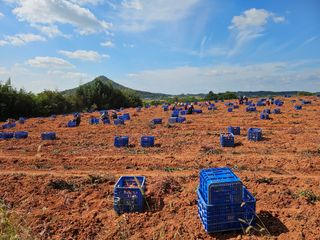 햇살처럼영농조합님의 작성글 사진