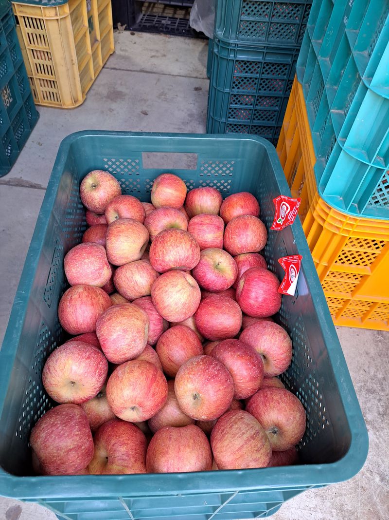 박수정님의 장터 판매 상품 [정품공품혼합4.5키로22~25개] 첨부 사진