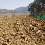 팜모닝 들깨·영농일지 게시글 이미지