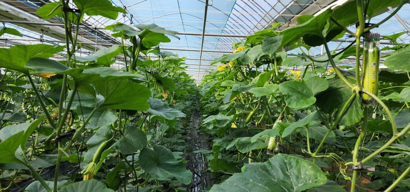 장터 상품 [무농약 애호박] 썸네일