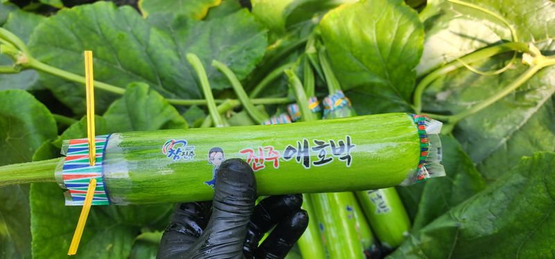 김기태님의 장터 판매 상품 [무농약 애호박] 첨부 사진