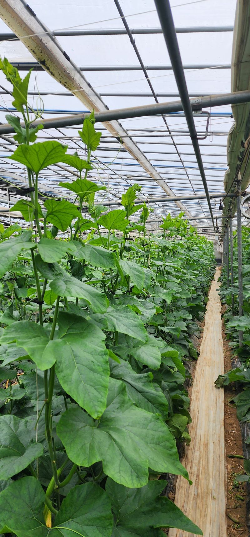 김기태님의 장터 판매 상품 [무농약 애호박] 첨부 사진