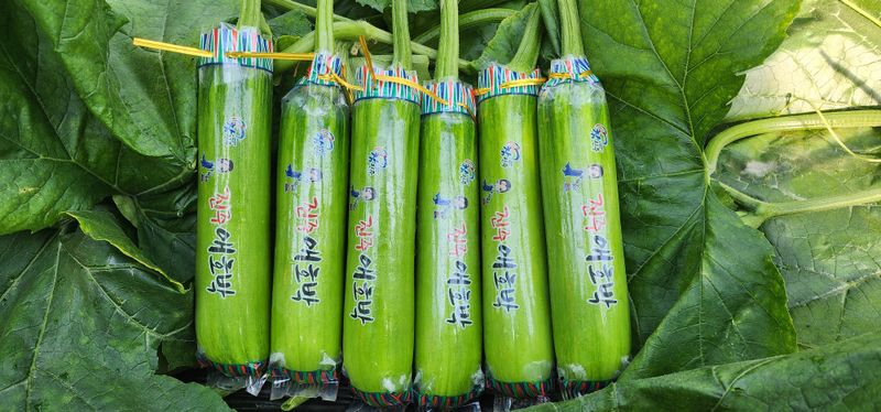 김기태님의 장터 판매 상품 [무농약 애호박] 첨부 사진