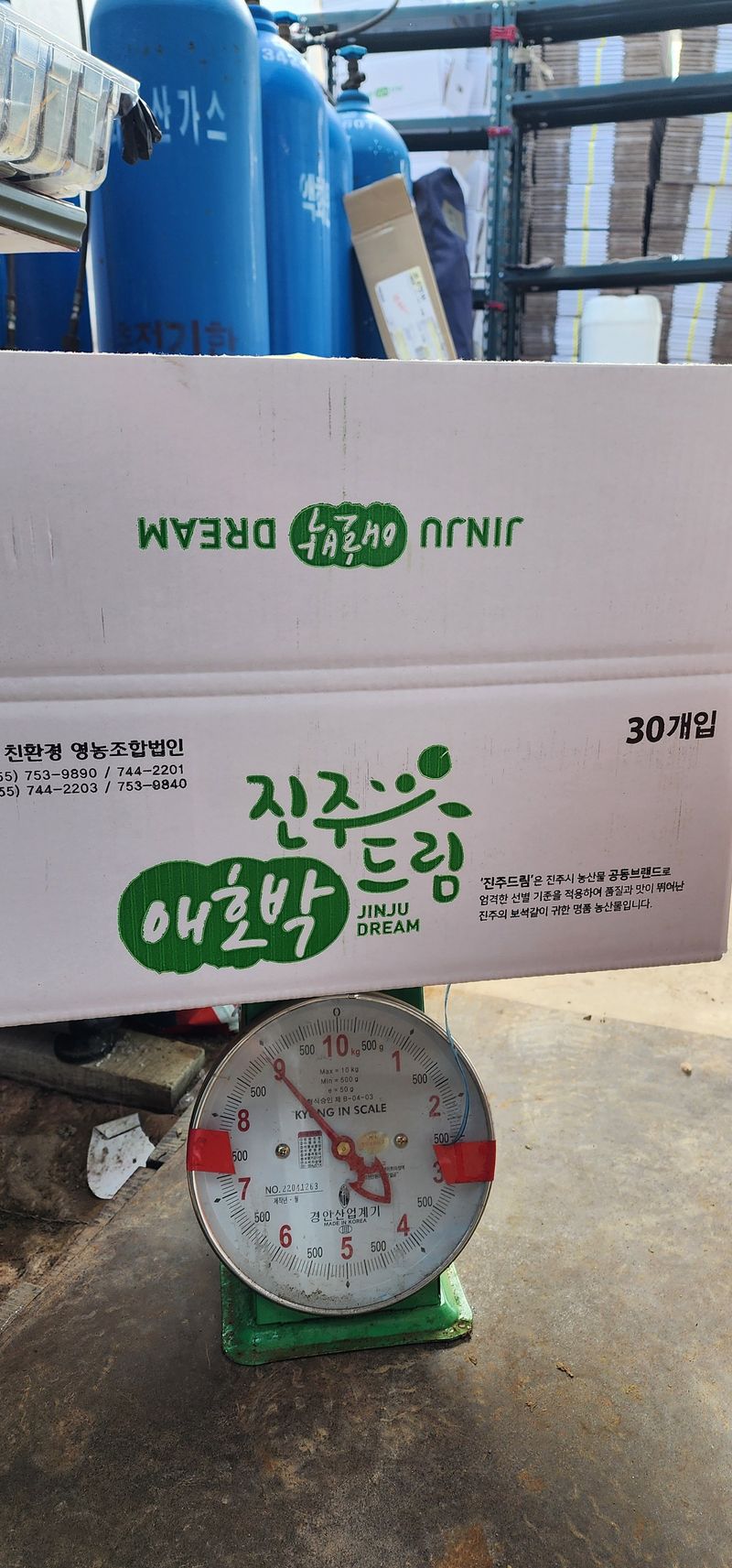 김기태님의 장터 판매 상품 [무농약 애호박] 첨부 사진