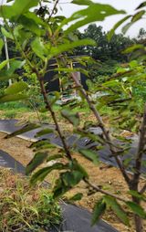 팜모닝 기타작물·병해충상담 게시글 이미지