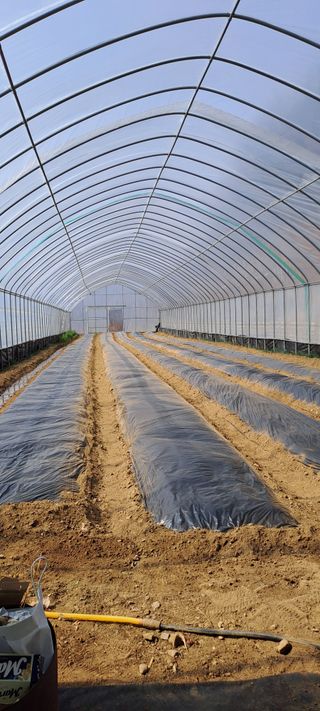 용호님의 호박 · 영농일지 작성글 사진