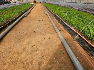 찬우맘님의 고추 · 일상 작성글 사진