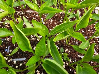 찬우맘님의 고추 · 일상 작성글 사진