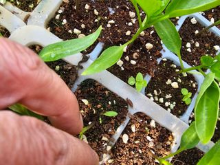 찬우맘님의 고추 · 일상 작성글 사진