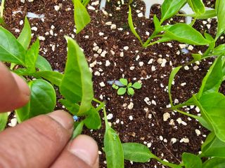 찬우맘님의 고추 · 일상 작성글 사진