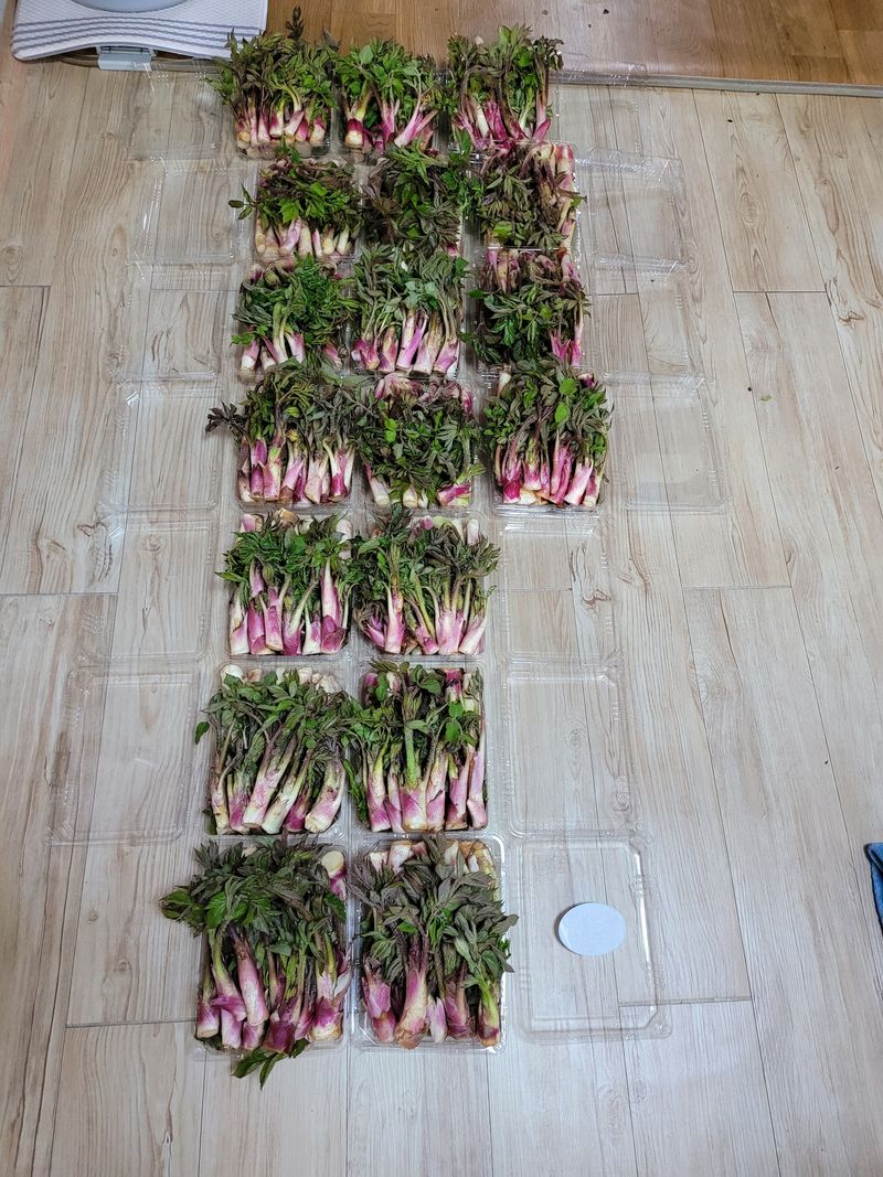 오아성님의 장터 판매 상품 [야생땅두릅 순] 첨부 사진