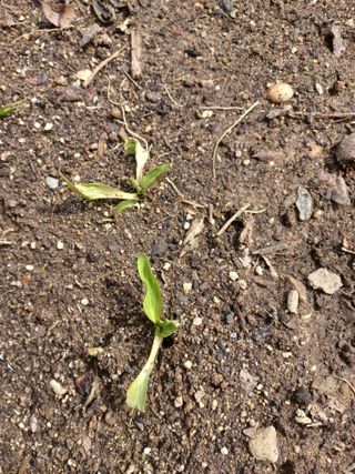 무료지식나눔 팜닥터님의 기타작물 · 자유게시판 작성글 사진