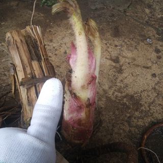 무료지식나눔 팜닥터님의 기타작물 · 자유게시판 작성글 사진