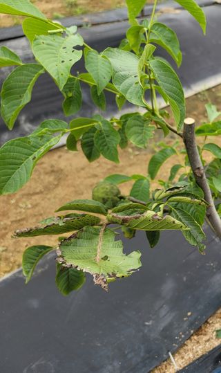 두물머리님의 기타작물 · 병해충상담 작성글 사진