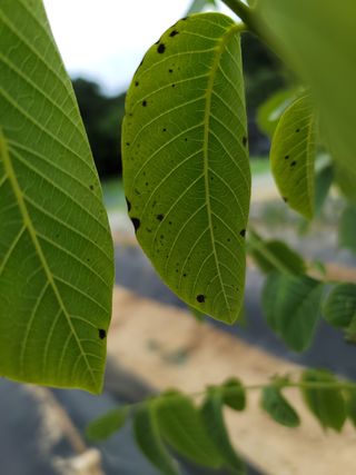 두물머리님의 기타작물 · 병해충상담 작성글 사진