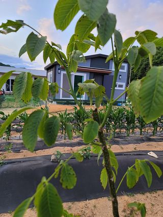 두물머리님의 기타작물 · 병해충상담 작성글 사진