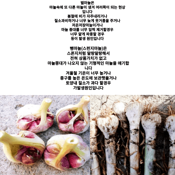 대산농사대장님의 장터 판매 상품 [(주) 유일  벌뻥스탑 벌마늘 [뻥마늘] 스펀지마늘 3병구매시  강력전착제 증정] 첨부 사진