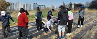 감자 고추11723님의 감자 · 영농일지 작성글 사진