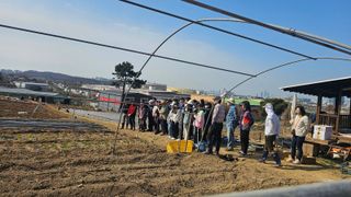 감자 고추11723님의 감자 · 영농일지 작성글 사진