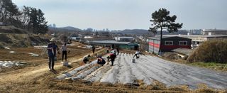 감자 고추11723님의 감자 · 영농일지 작성글 사진