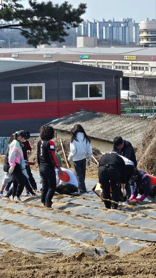 감자 고추11723님의 감자 · 영농일지 작성글 사진
