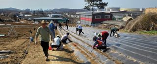 감자 고추11723님의 감자 · 영농일지 작성글 사진