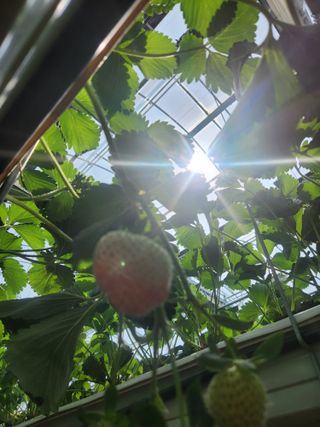 코코딸기정원님의 딸기 · 영농일지 작성글 사진