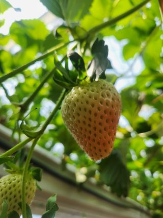 코코딸기정원님의 딸기 · 영농일지 작성글 사진