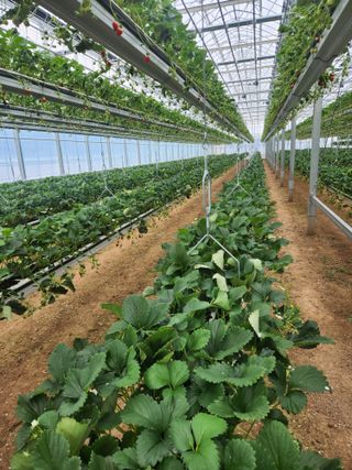 코코딸기정원님의 딸기 · 영농일지 작성글 사진