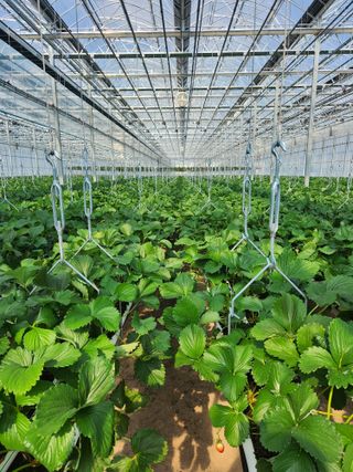 코코딸기정원님의 딸기 · 영농일지 작성글 사진