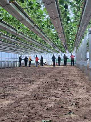 코코딸기정원님의 딸기 · 영농일지 작성글 사진