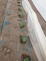 팜모닝 자유주제·자유게시판 게시글 이미지