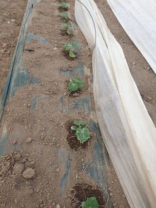 김옥자님의 자유주제 · 자유게시판 작성글 사진